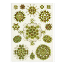 Ernst Haeckel-Kunst-Postkarte: Melethallia