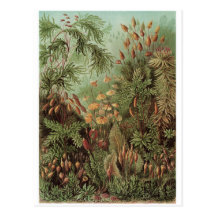 Ernst Haeckel-Kunst-Postkarte: Muscinae