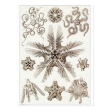 Ernst Haeckel-Kunst-Postkarte: Ophiodea