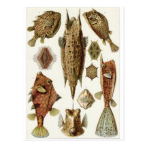 Ernst Haeckel-Kunst-Postkarte: Ostraciontes