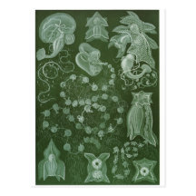Ernst Haeckel-Kunst-Postkarte: Siphonophorae