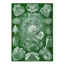 Ernst Haeckel-Kunst-Postkarte: Teleostei