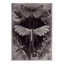 Ernst Haeckel-Kunst-Postkarte: Tineida
