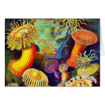 Ernst Haeckels Seeanemonen Karte