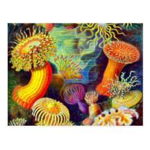 Ernst Haeckels Seeanemonen Postkarte