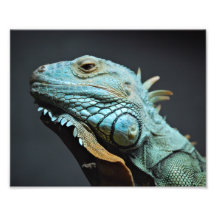 Ernstes Leguan-Porträt Fotodrucke