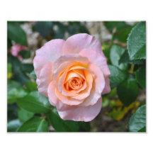 Errötende Rose durch Verde Fotografischer Druck
