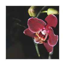Erste Blüte Gespannte Galeriedrucke