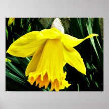 Erstes Zeichen des Frühlinges Poster