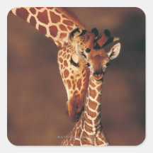 Erwachsene Giraffe mit Kalb (Giraffa camelopardali Quadratsticker