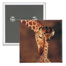 Erwachsene Giraffe mit Kalb (Giraffa camelopardali Button