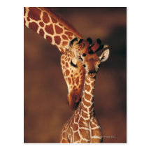 Erwachsene Giraffe mit Kalb (Giraffa camelopardali Postkarten
