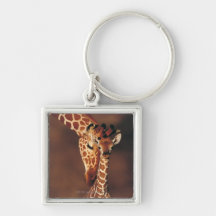 Erwachsene Giraffe mit Kalb (Giraffa camelopardali Schlüsselbänder