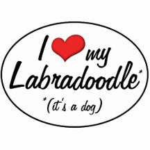 Es ist ein Hund! I Liebe mein Labradoodle Photoausschnitte