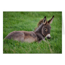 Esel im Gras Karte