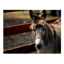 Esel Postkarte