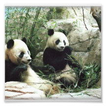 Essender und spielender Pandabär Photo