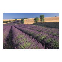 EU, Frankreich, Provence, Lavendelfelder 2 Foto Drucke