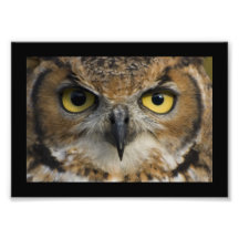 Eulen-Augen mit schwarzer Grenze Photographie