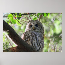 Eulen-Foto Plakat