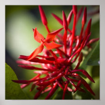 Exotische Bali-Blume Posterdrucke