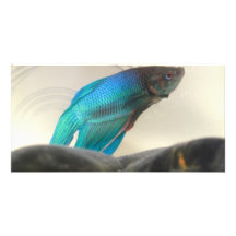 Exotische Betta Fisch-Nahaufnahme Photokarte