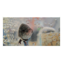 Exotische Betta Fische, die mich betrachten Fotokartenvorlage