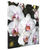 Exotische weiße Orchideen-Blume. Blumenphotographi Leinwanddruck