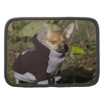 Extravaganter Chihuahua Mappen