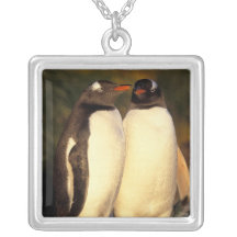 Falkländische Inseln. Gentoo Pinguine.  (Pyrosceli Amuletten