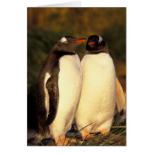 Falkländische Inseln. Gentoo Pinguine.  (Pyrosceli Karte
