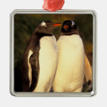 Falkländische Inseln. Gentoo Pinguine.  (Pyrosceli Weihnachtsornament