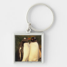 Falkländische Inseln. Gentoo Pinguine.  (Pyrosceli Schlüsselbänder