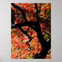 Fall-Baum Posterdrucke