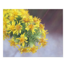 Fall-Blumen 1 Fotos