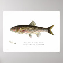 Fall-Fische oder Silber-Döbel Posterdruck