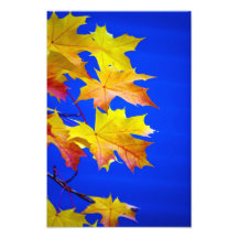 Fall gegen Blau Photographien