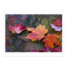 Fall in Linie Postkarten