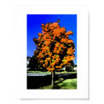 Fall Poster poster