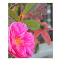 Fall-wilde Rose Photos