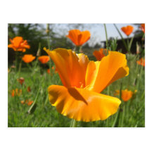 Fallende Mohnblumen-Anmerkungs-Karte Postkarten