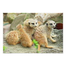 Familie von meerkats - Foto