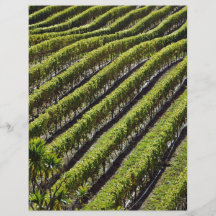Fantastische Ansicht des Weinbergs Flyerbedruckung