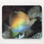 Fantastische Regenbogen-Fische Mauspad