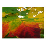 Farben der Ahornblatt-Postkarte