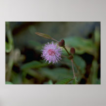 Faser-Blume Plakatdrucke