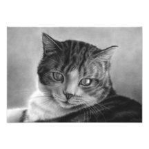 Fauler Nachmittags-Katzen-Foto-Druck