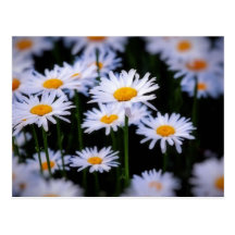 Faules Gänseblümchen Postkarten