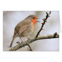 Februar Robin Grußkarte