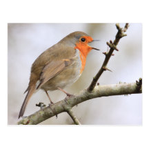 Februar Robin Postkarte